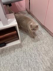 王 藝霏