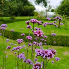 Irene Teeling