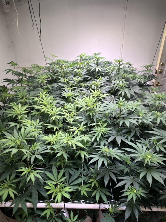 Anyone Else In Here Grow Their Own? 