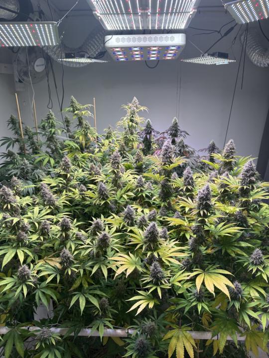 In honor of putting my next round of plants in flower today…