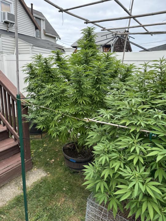 Who else here grows their own? 