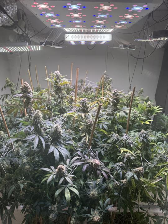 Not all Cannabis is created equal