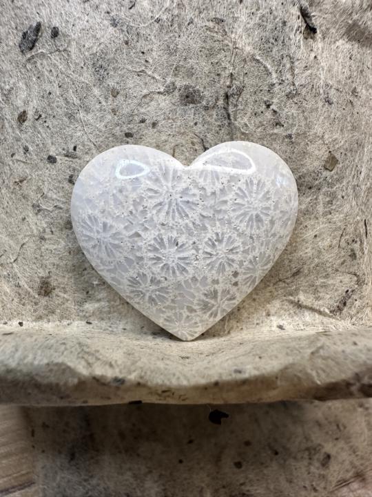 By Request Cabochons for Sale - Coral Fossil