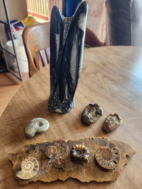 Fossils 