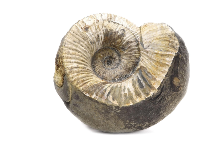 Crystal Spotlight: Fossils