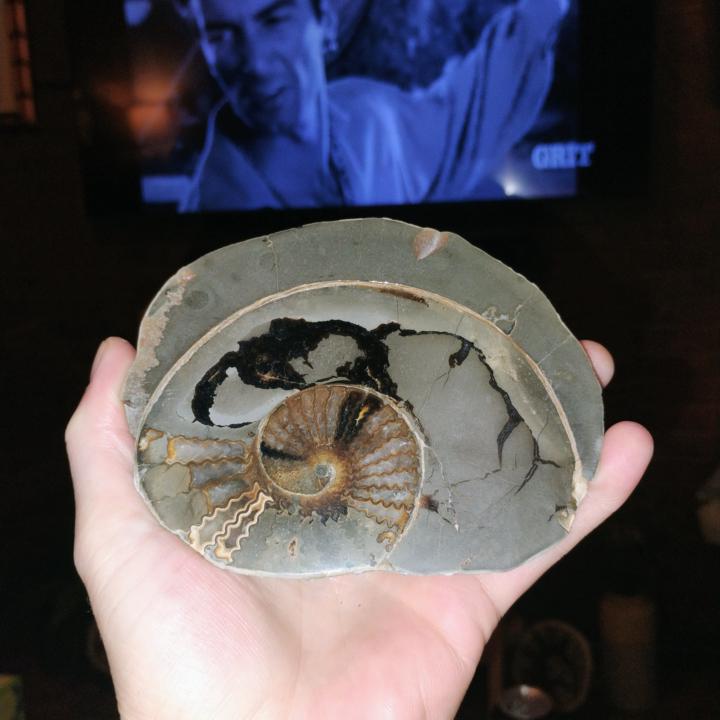 Ammonite Fossil Self Collected and Finished