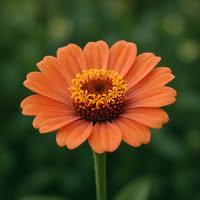 Andresa Monteiro dias silva