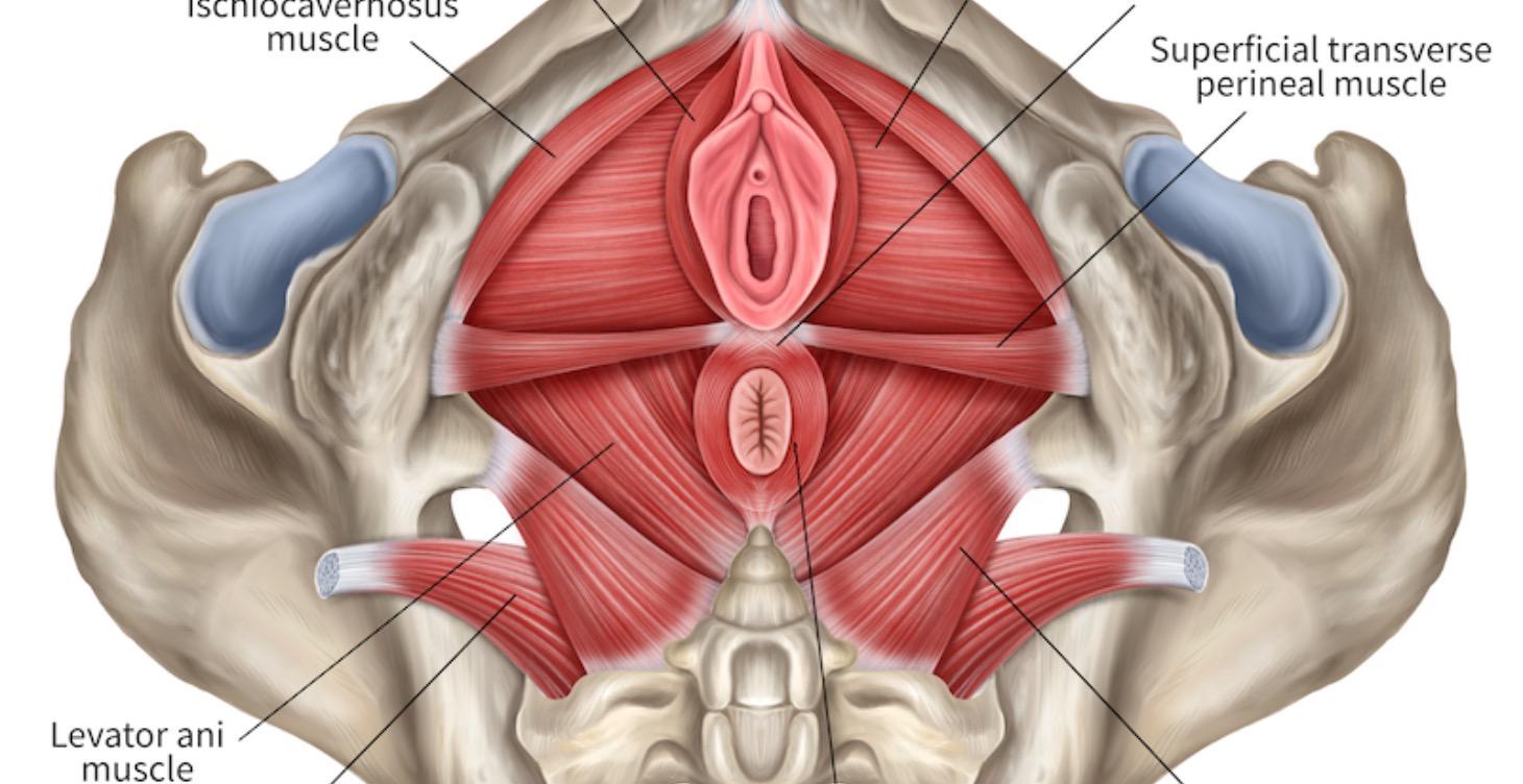 Pelvic Floor