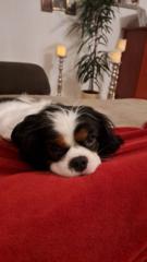 Mario Heilingbrunner