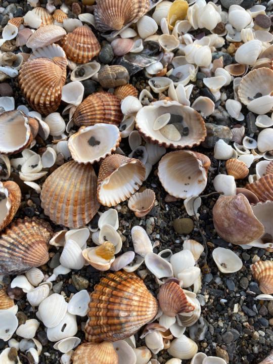 Ana Belén Asín Ainoza