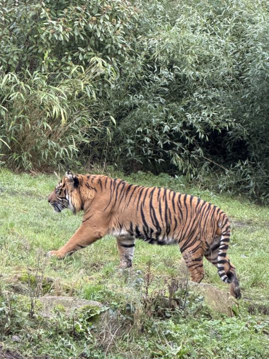 Best day ever 🐆🐅