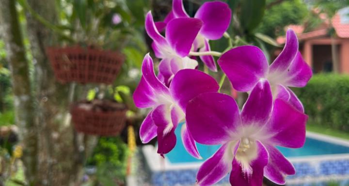 The Wild&Sovereign Collective