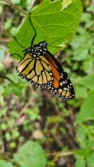 Silvia Yunuén López Méndez