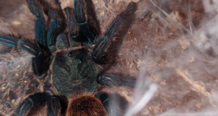 Regal Jumping/Tarantula Care 