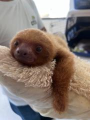 Gabriel esteban Jaller corrales