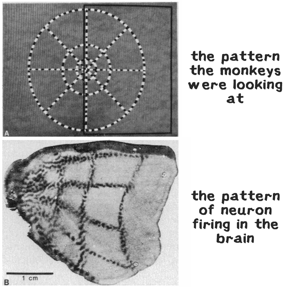 monkey brain pattern.png