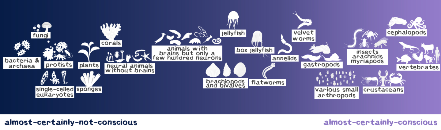 sentience spectrum horizontal.png