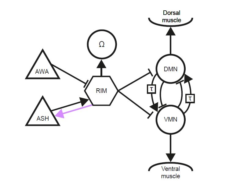 neuron model C Elegans integration.JPG