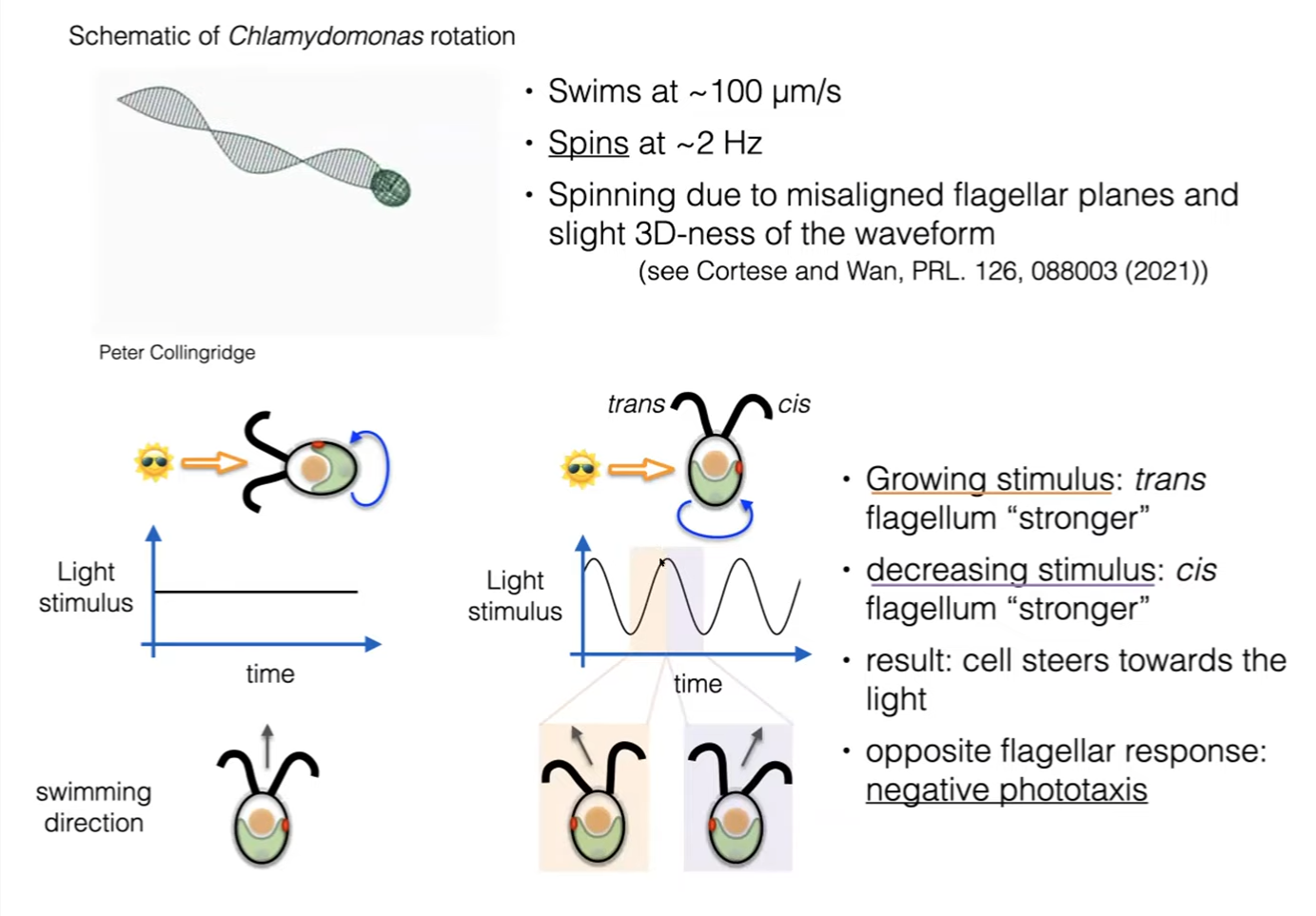 phototaxis in microalgae.png