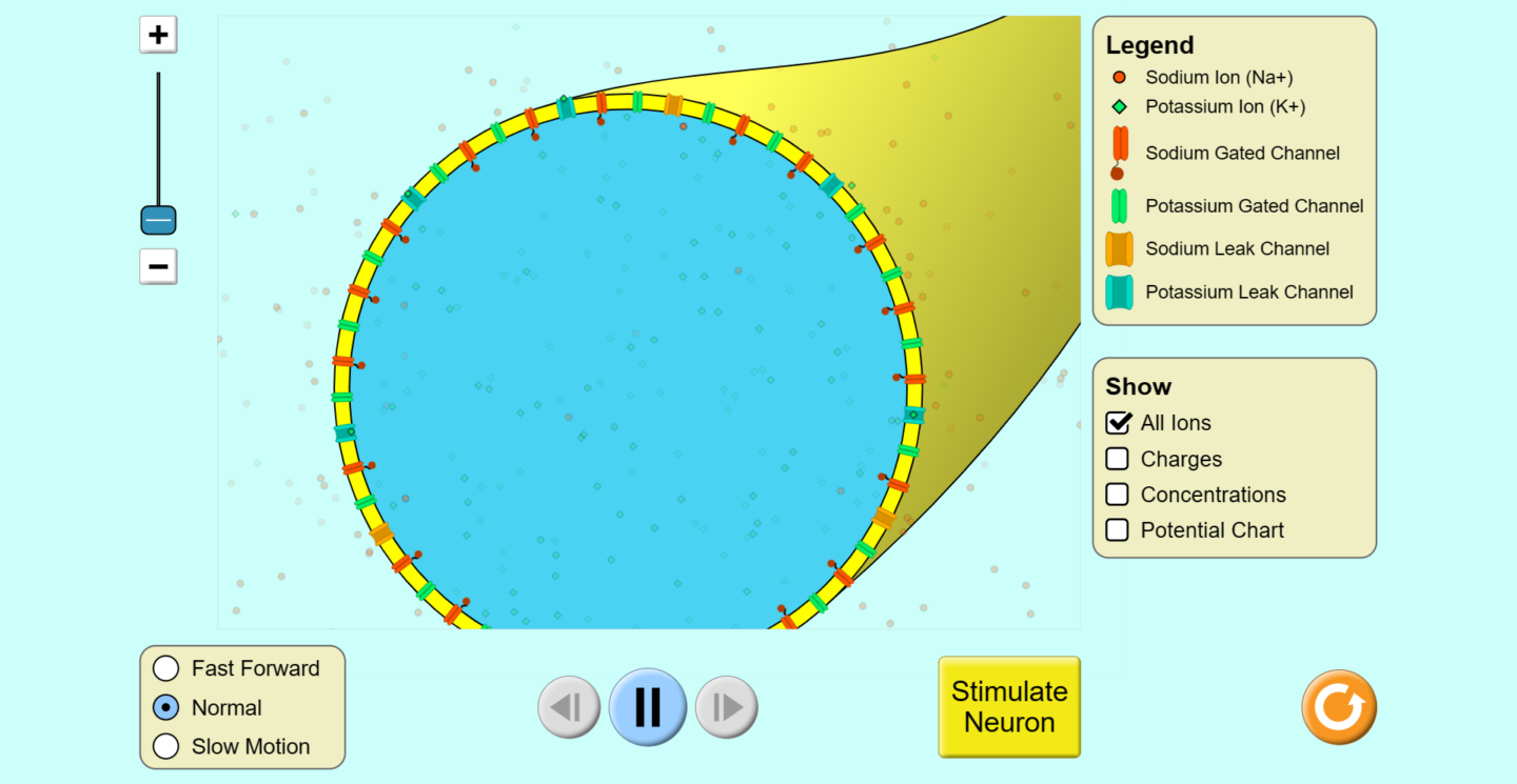 neuron action potential simulation.png