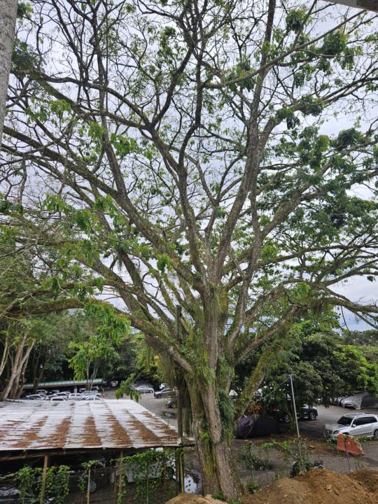 El árbol