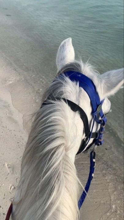 ياسمين محمد