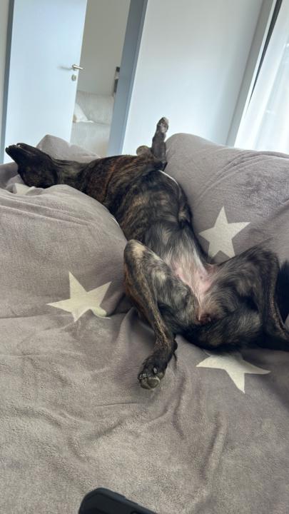 Thorsten Große Frericks