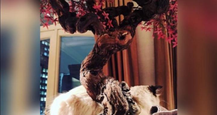 Level Up Master Manifestation 