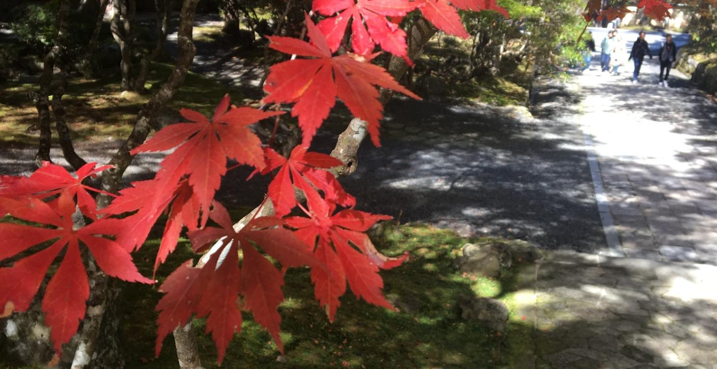 Autumn Ayurvedic Reset 2027