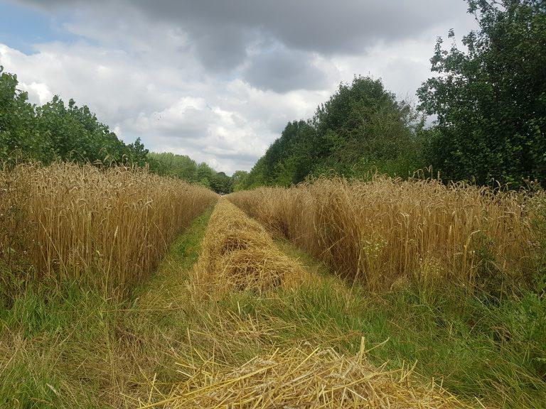 Agroforestry