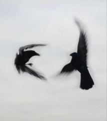 Haider Ibrahem