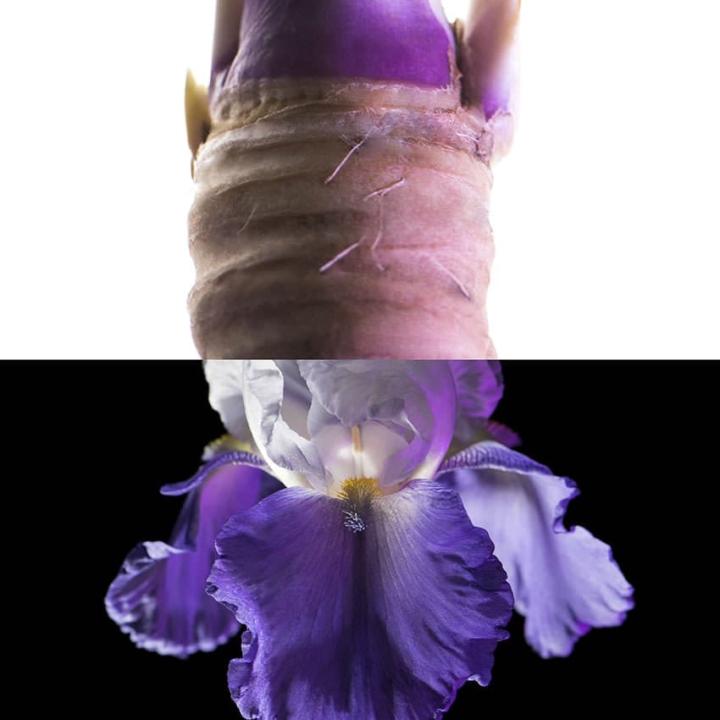 Fragrance Ingredient: Tuscan Orris Root
