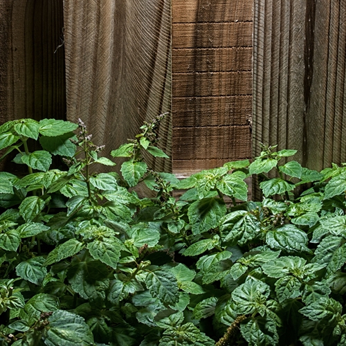 Raw Materials Used in Perfumery Part 7 - Clearwood®