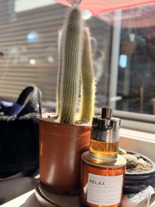 SOTD - Azzaro Wanted by Night.