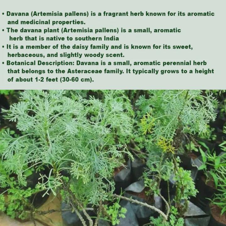 Scent Ingredient: Davana Flower