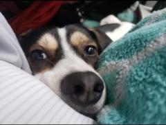 Defective Kid Salmonella