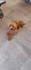 Jose Luis