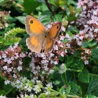 Laurence Moreau Cheruel