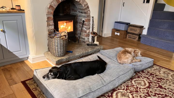 Taking your dog for a walk