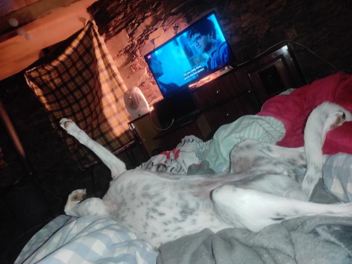 It's a dog's life ..