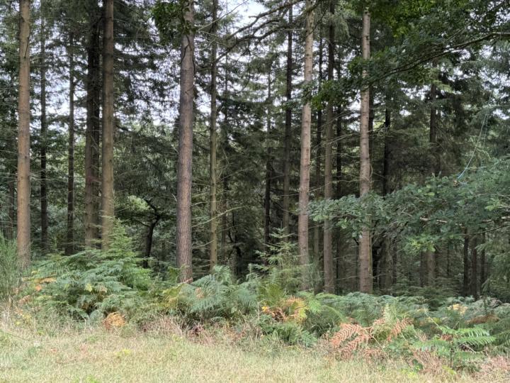 Somerset: One of Molly & Pip’s Favourite Places 🐾🌿