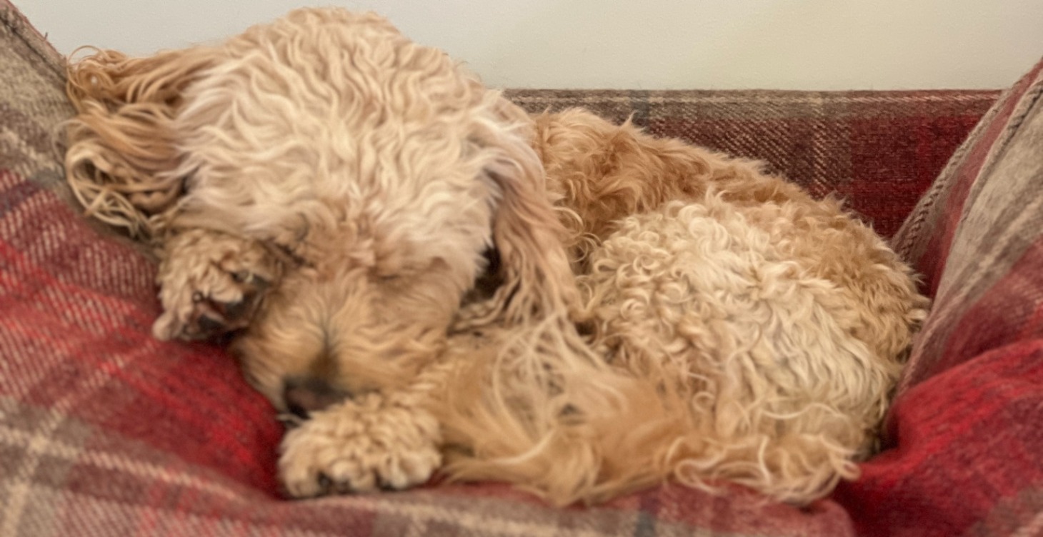 7-Day Happier Dog Challenge