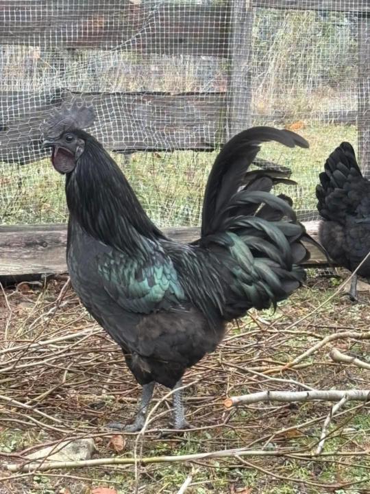 Hatch Watch coming soon! 