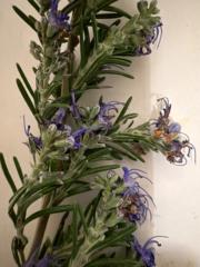 Àngels Tutusaus murcia