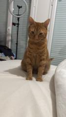 Cat Lover
