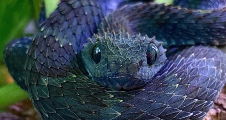 Serpent Runa ~ Readings