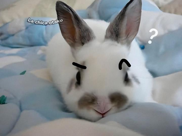 Joshua Llasaca Soller