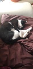 Cath Cat