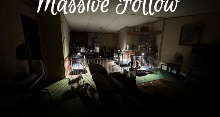 Joy's Puppy's & Bulldogs