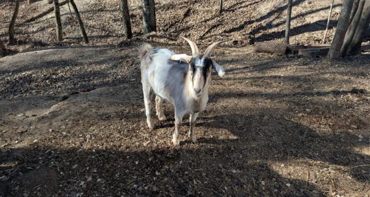 1ST GENERATION GOAT FARMING